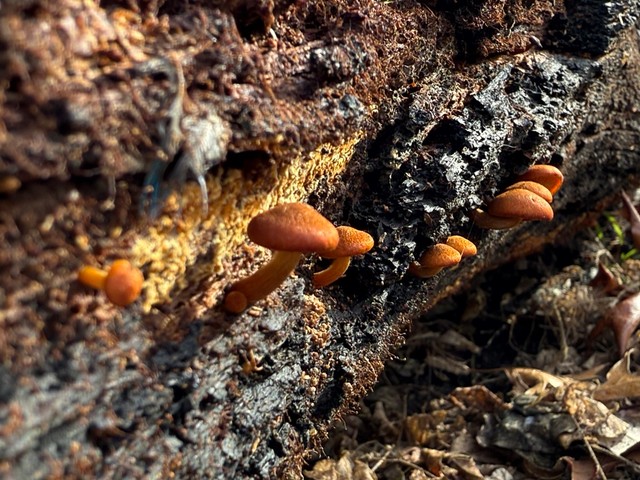 Rustgills And Gyms (Gymnopilus spp.)