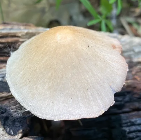 Pale Brittlestem (Candolleomyces candolleanus)