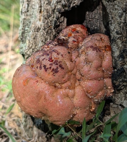 Beefsteak Fungus (Fistulina americana)