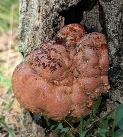 Beefsteak Fungus (Fistulina americana)