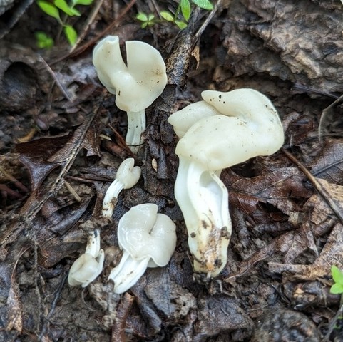 White Saddle (Helvella crispa)