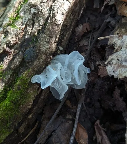 Snow Fungus (Tremella fuciformis)