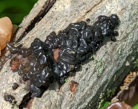 Black Witches' Butter (Exidia glandulosa)