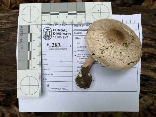 Slinder-Stemmed Agaricus (Agaricus leptocaulis)