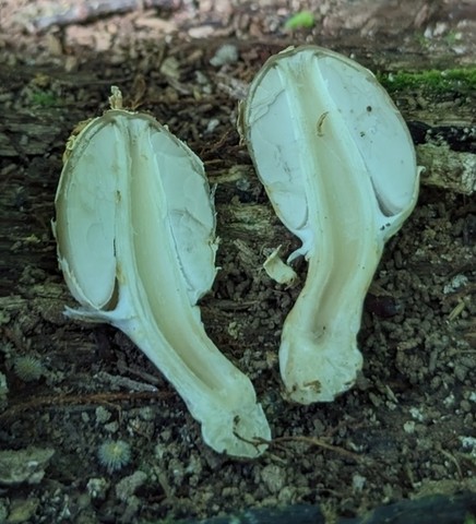 Scaly Ink Cap (Coprinopsis variegata)