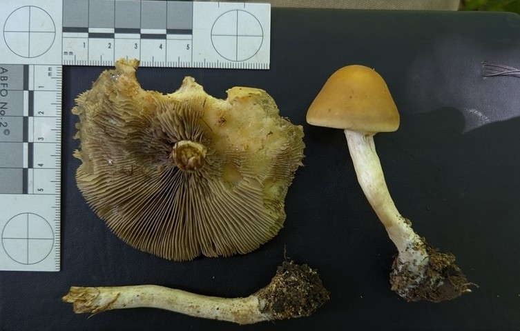 undefined (Agrocybe acericola)