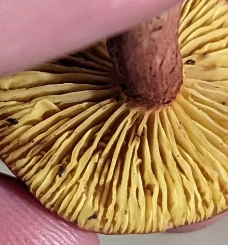 Gilled Bolete (Phylloporus sp-NE01)