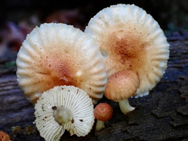 Heliocybe sulcata