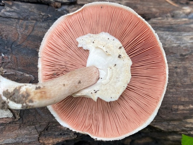 Slinder-Stemmed Agaricus (Agaricus leptocaulis)