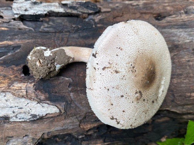 Slinder-Stemmed Agaricus (Agaricus leptocaulis)