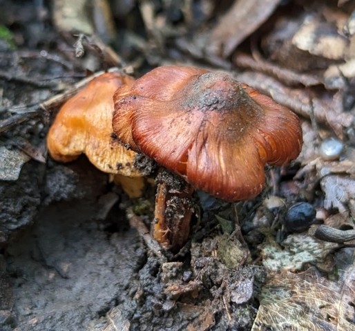 null (Inocybe sp-IN21)