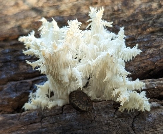 Coral Tooth Fungus (Hericium coralloides)