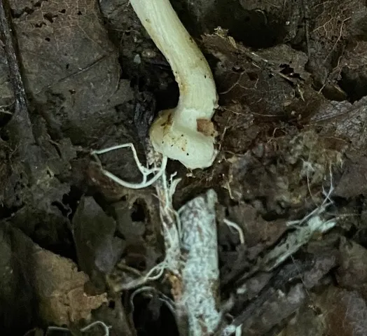 Wrinkled Fieldcap (Agrocybe rivulosa)