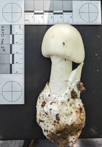 Garlic-Odored Death Cap (Amanita suballiacea)