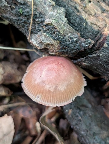undefined (Mycena sp. 'IN6' (Mycena rutilantiformis))