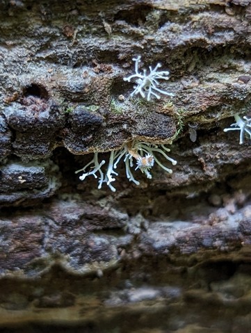 Hypercheeto (Polycephalomycetaceae)