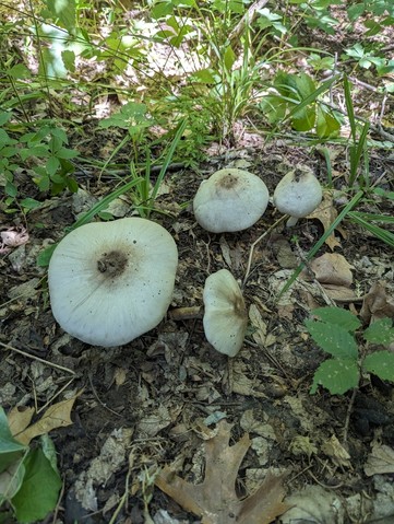 Flat-Top Agaricus (Agaricus placomyces)