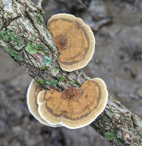 Thin-Walled Maze Polypore (Daedaleopsis confragosa)