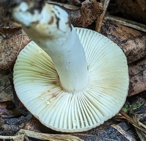 undefined (Russula sp-IN1)