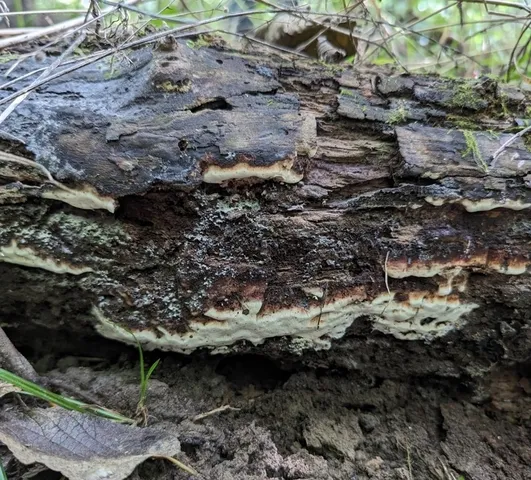 (Ceriporiopsis sp-IN01)