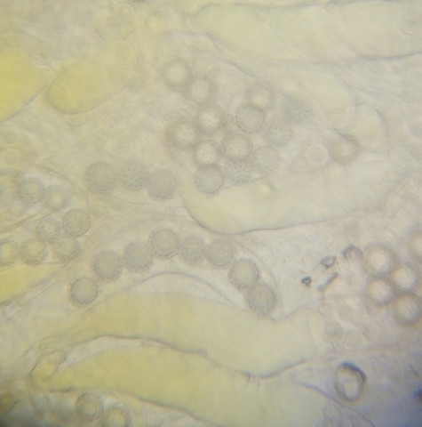 undefined (Pachyphlodes carnea)
