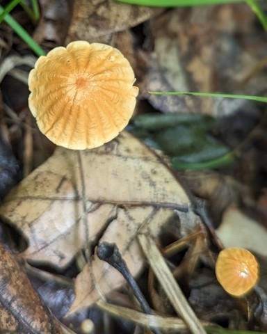 Rusty Pinwheel (Marasmius fulvoferrugineus)