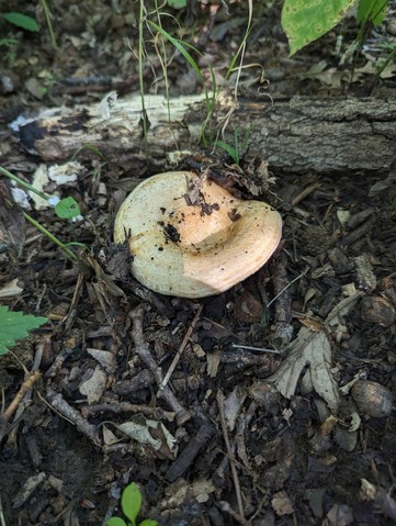 Acrid Lactarius (Lactarius psammicola)