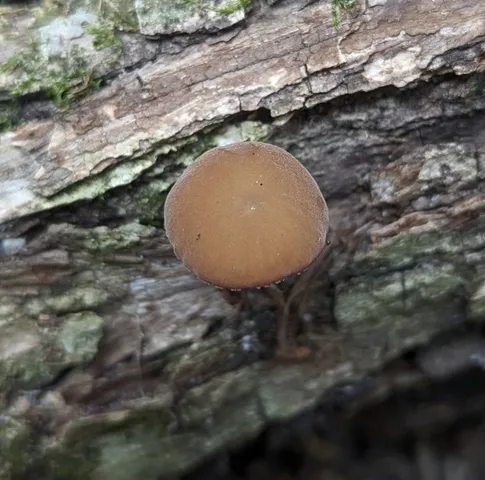 Dingy Twiglet (Simocybe centunculus)