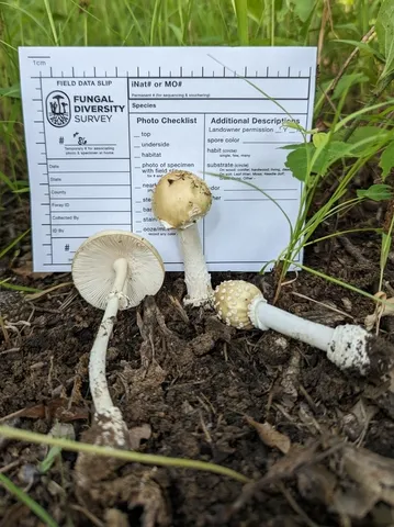 White Panther (Amanita multisquamosa)
