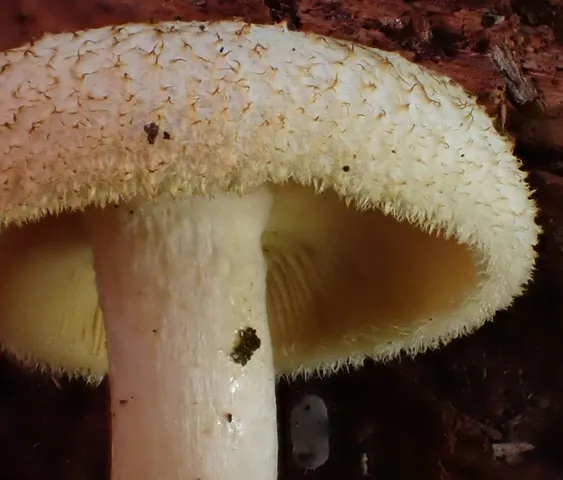 undefined (Tricholomopsis sp-IN01)