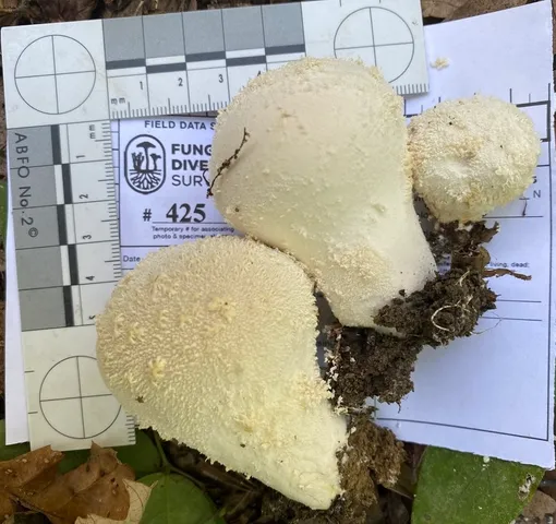 undefined (Lycoperdon sp-NY02)