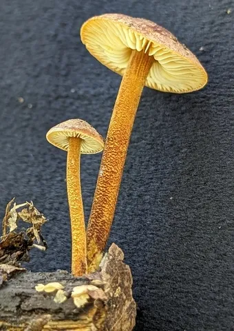 Orange Faint Foot Mushroom (Heimiomyces tenuipes)