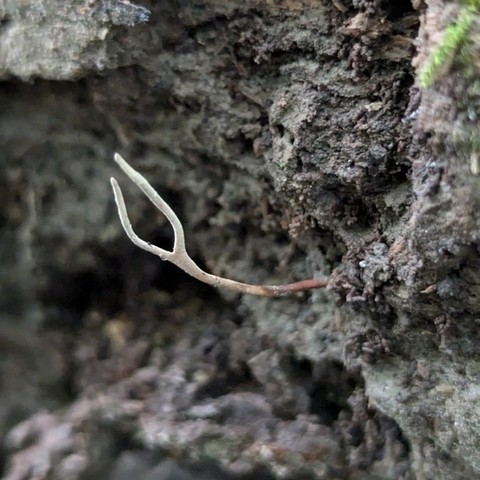 Ophiocordyceps stylophora