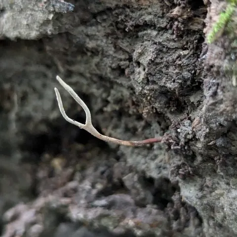 Ophiocordyceps stylophora