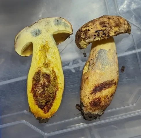 undefined (Lanmaoa pseudosensibilis)