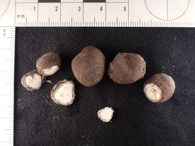 (Elaphomyces)