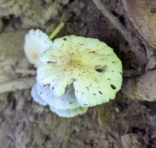 Pale Brittlestem (Candolleomyces candolleanus)