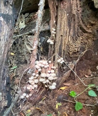 Clustered Bonnet (Mycena sp. 'inclinata-IN01')