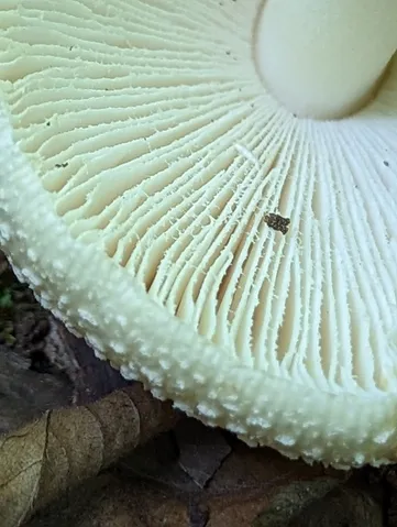 White Panther (Amanita multisquamosa)