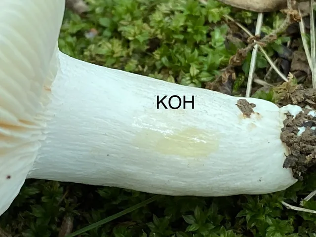 undefined (Russula sp-IN65)