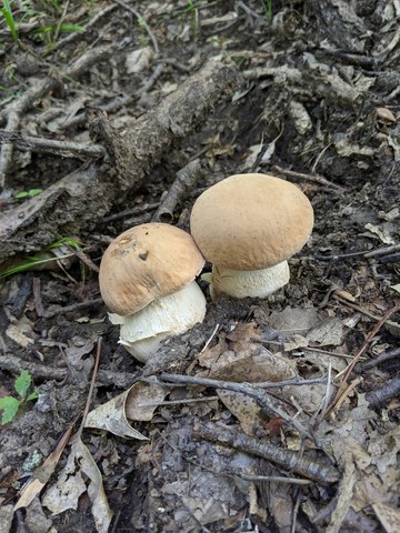 Atkinson's Bolete (Boletus atkinsonii)