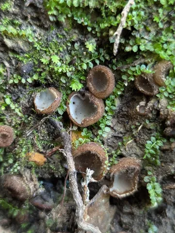 Brown-haired White Cup (Humaria hemisphaerica)