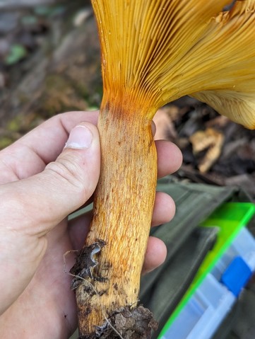 Eastern American Jack-o'-lantern (Omphalotus illudens)