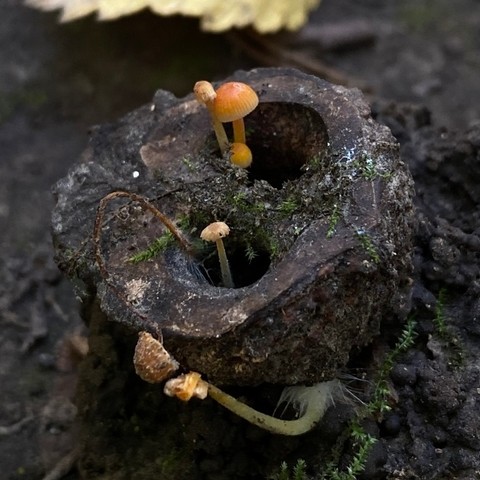 Walnut Mycena (Mycena crocea)