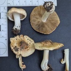 Sweet-Smelling Fibercap