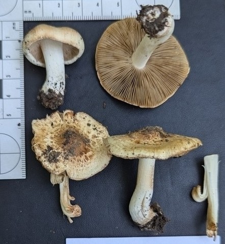 Inocybe dulciolens