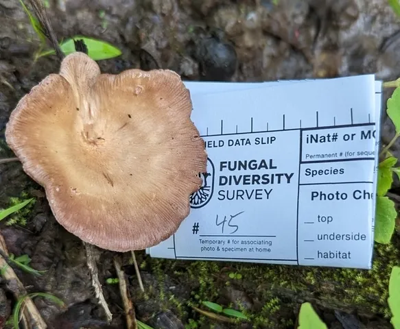 Lilac Oysterling (Panus conchatus)
