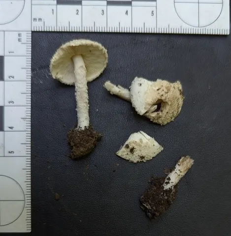 (Cystolepiota cystidiosa)