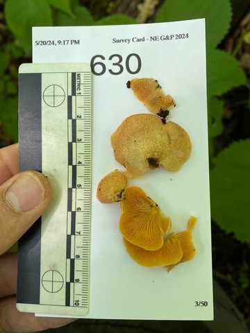 Saffron Oysterling (Crepidotus crocophyllus)