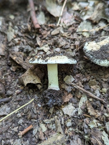 null (Inocybe sp-IN49)